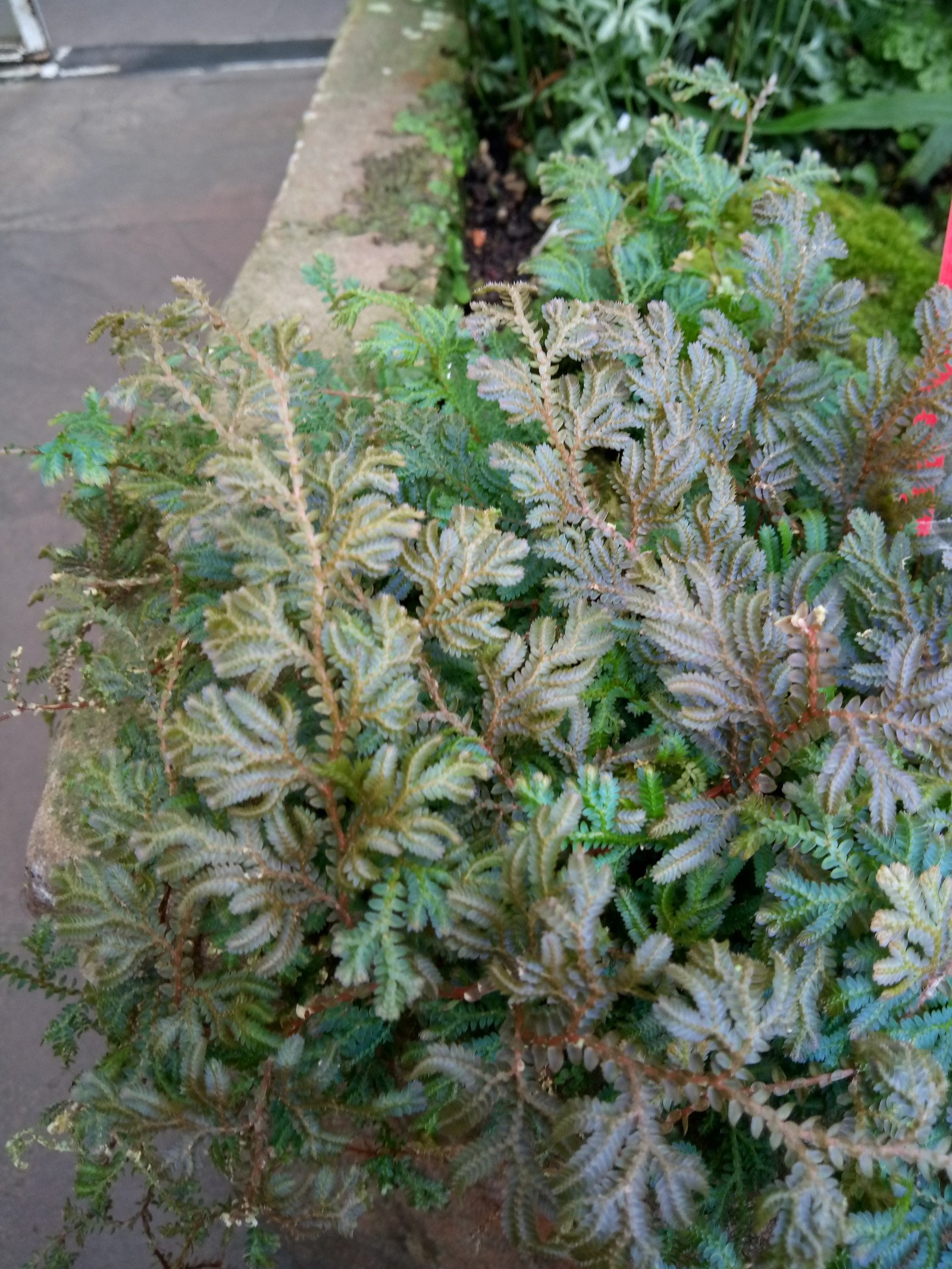 Selaginella uncinata - Entire plant