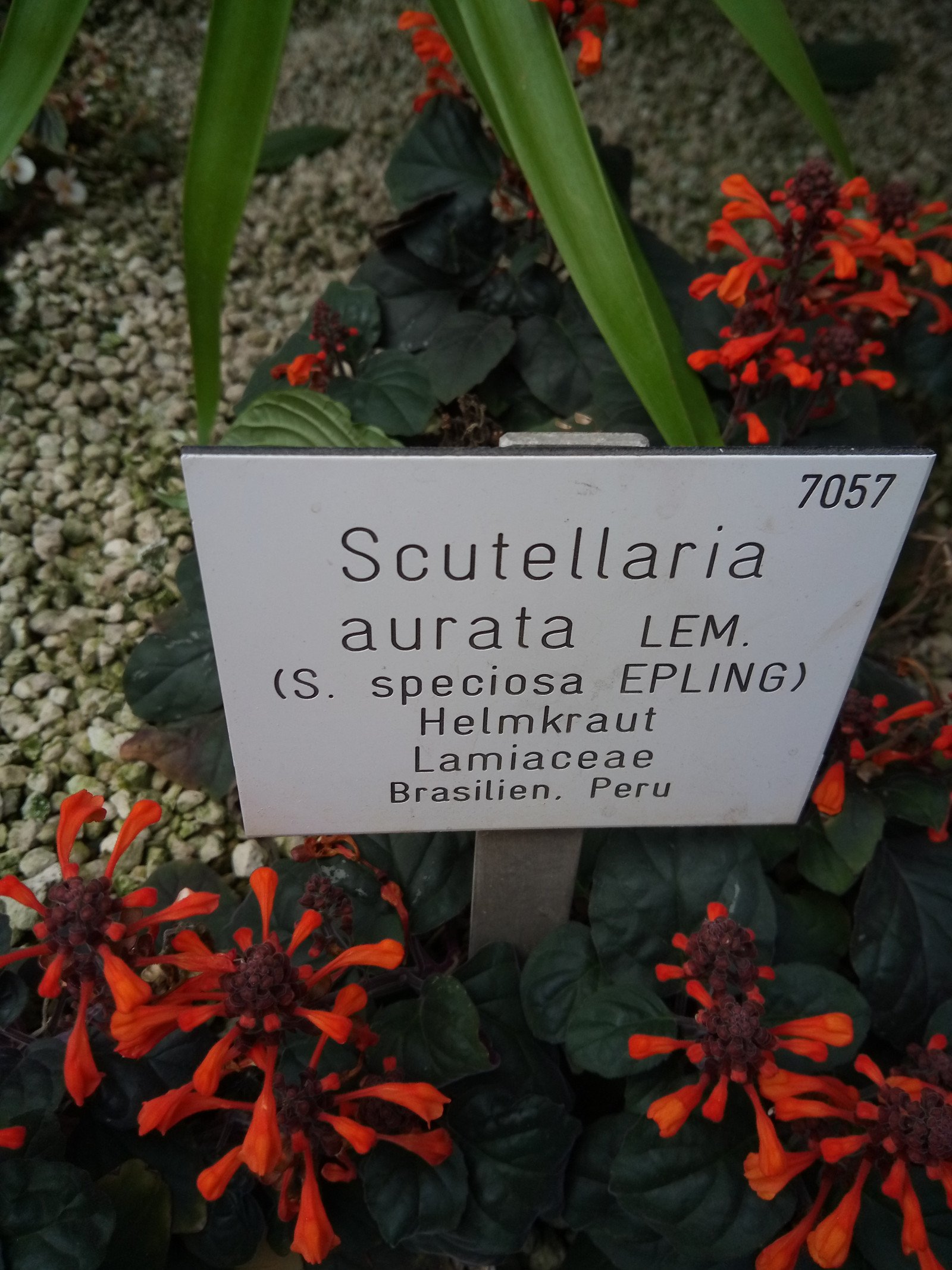 Scutellaria aurata - Entire plant