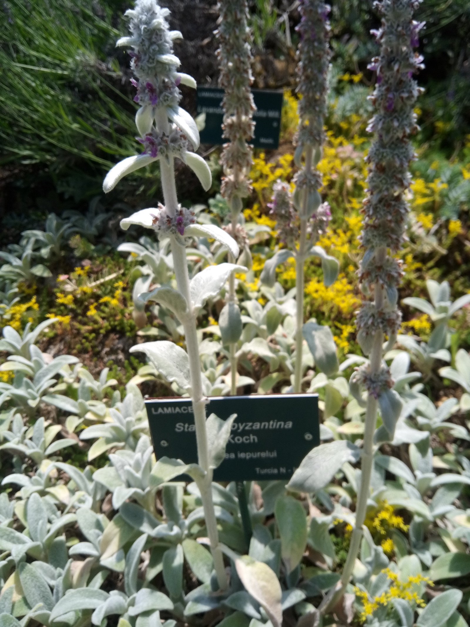 Stachys byzantina - Entire plant