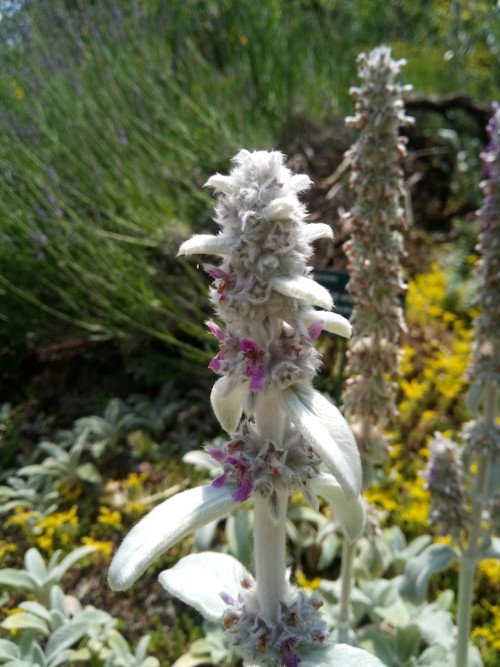Stachys byzantina