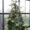 Wollemia nobilis