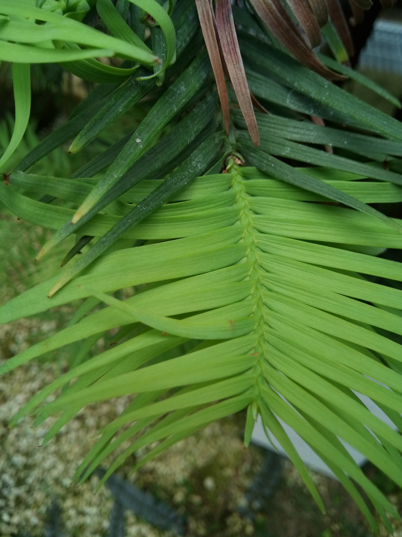 Wollemia nobilis - Leaf
