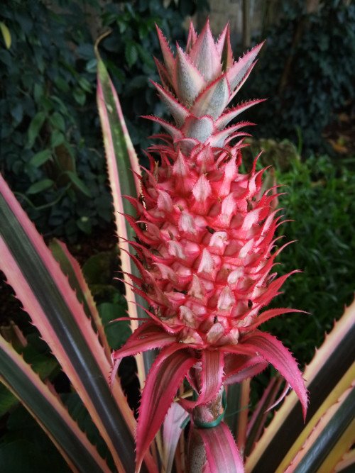 Ananas comosus