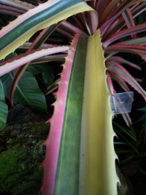 Ananas comosus