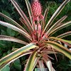 Ananas comosus