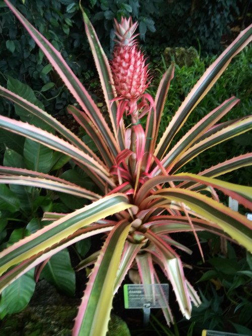 Ananas comosus