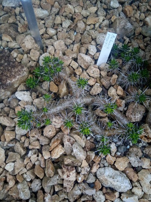 Maihuenia poeppigii