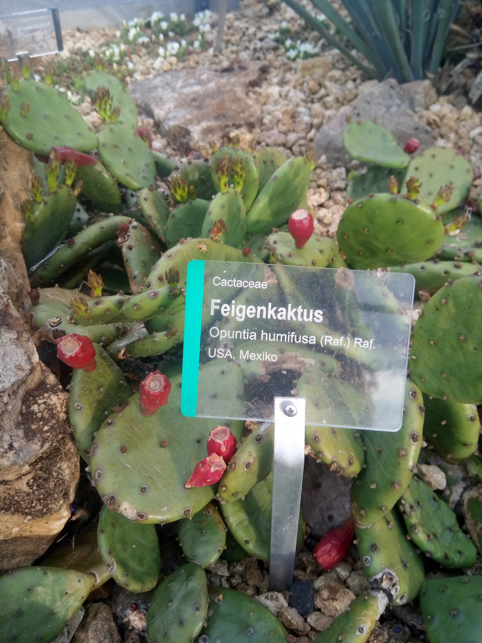 Opuntia humifusa - Entire plant