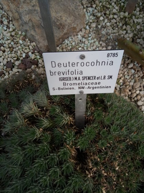 Deuterocohnia brevifolia