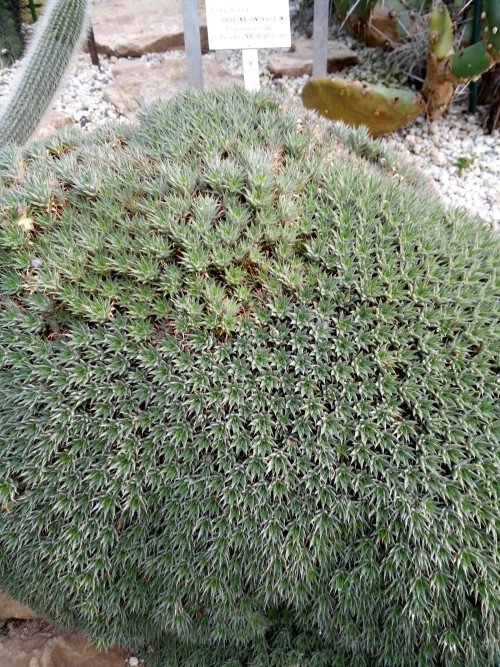 Deuterocohnia brevifolia