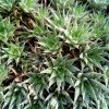 Deuterocohnia brevifolia