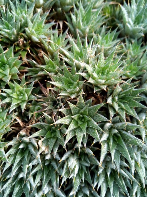 Deuterocohnia brevifolia
