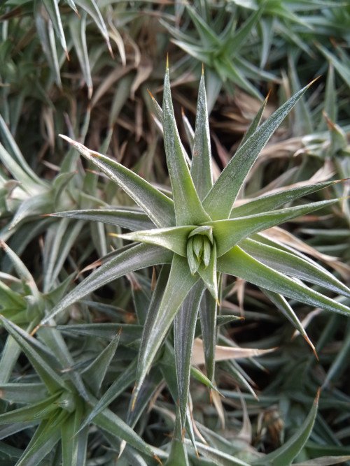 Deuterocohnia brevifolia