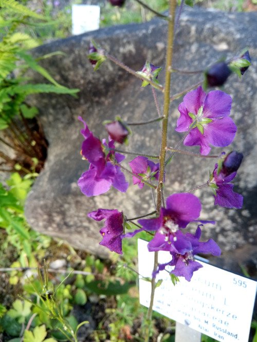 Verbascum phoeniceum