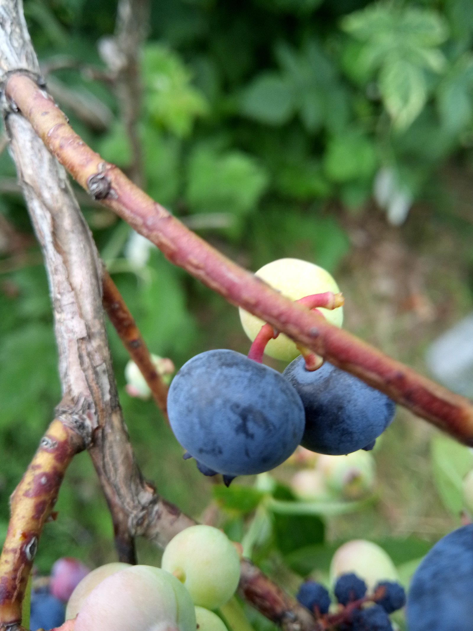 Vaccinium myrtillus - Fruit