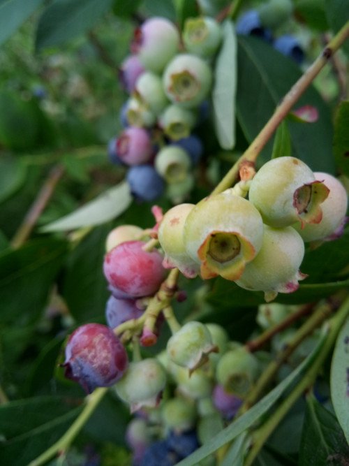 Vaccinium myrtillus
