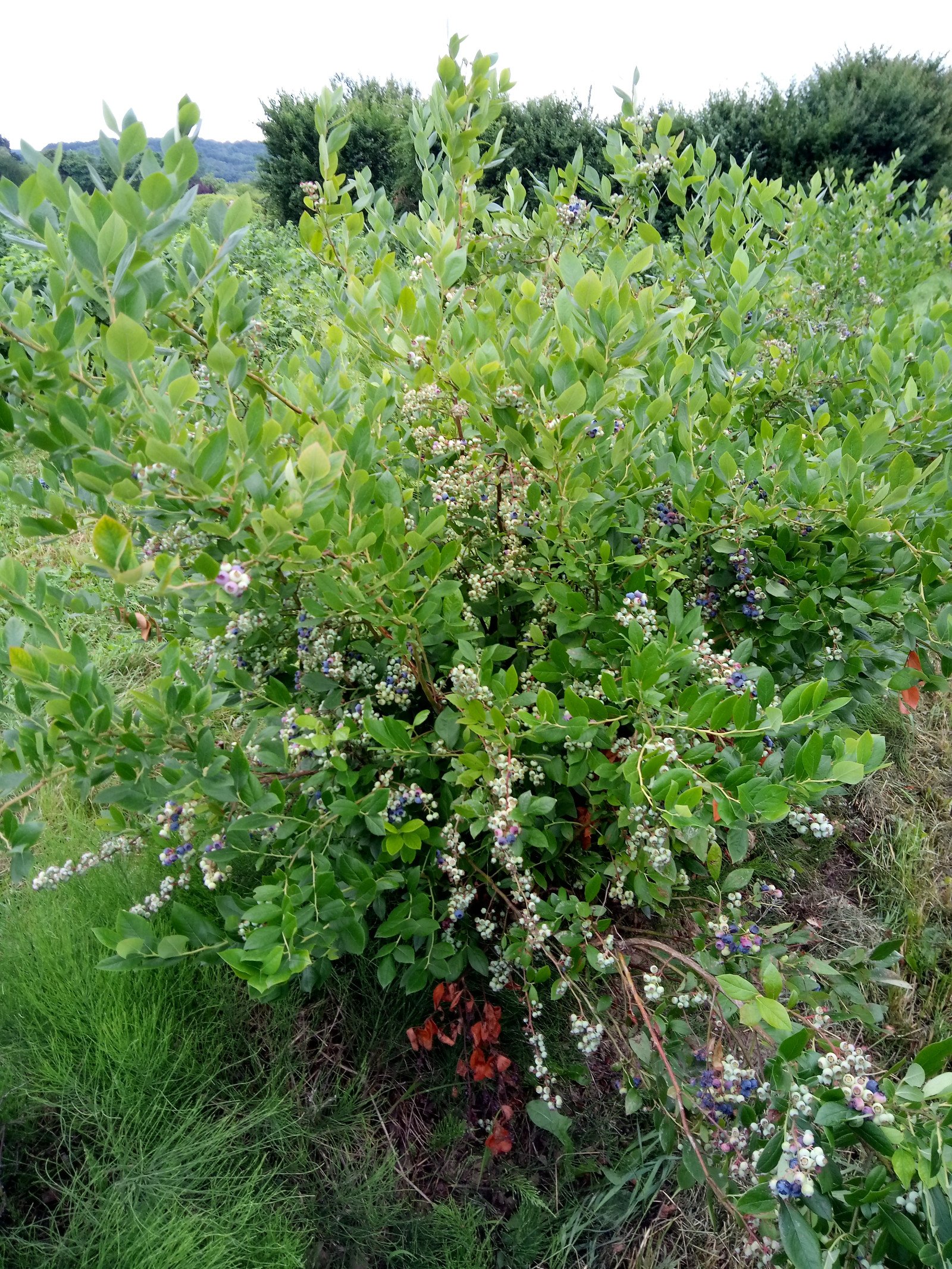 Vaccinium myrtillus - Entire plant