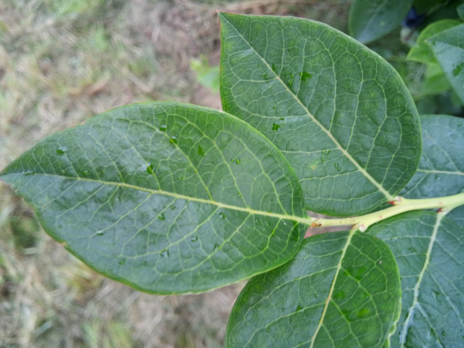 Vaccinium myrtillus - Leaf