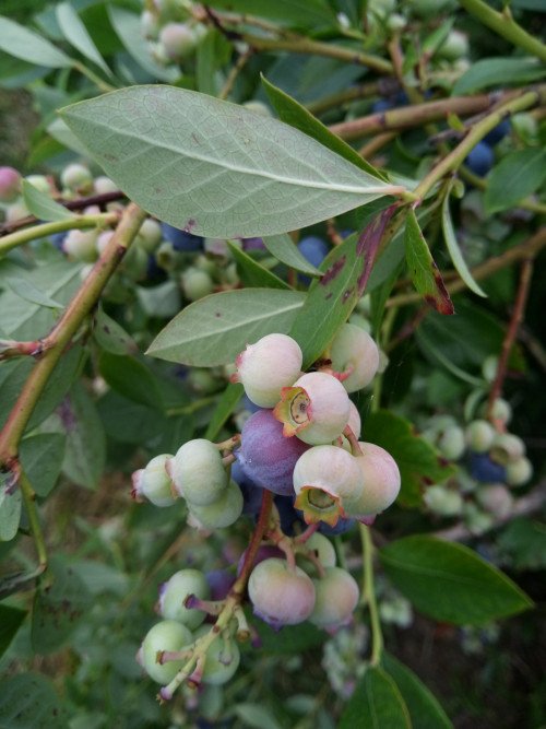 Vaccinium myrtillus