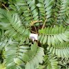 Zamia furfuracea