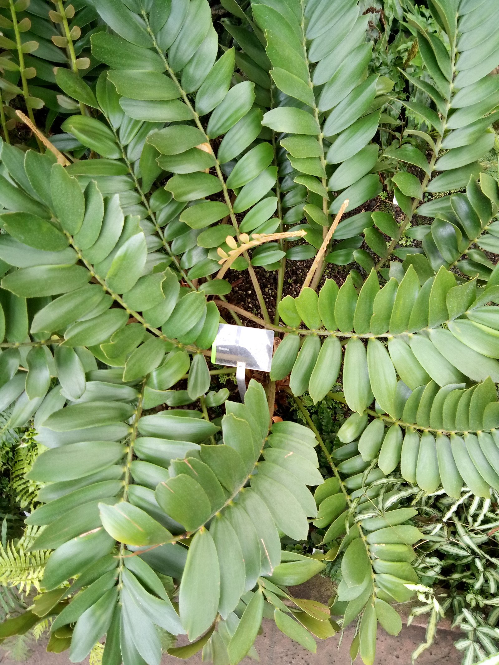 Zamia furfuracea - Entire plant