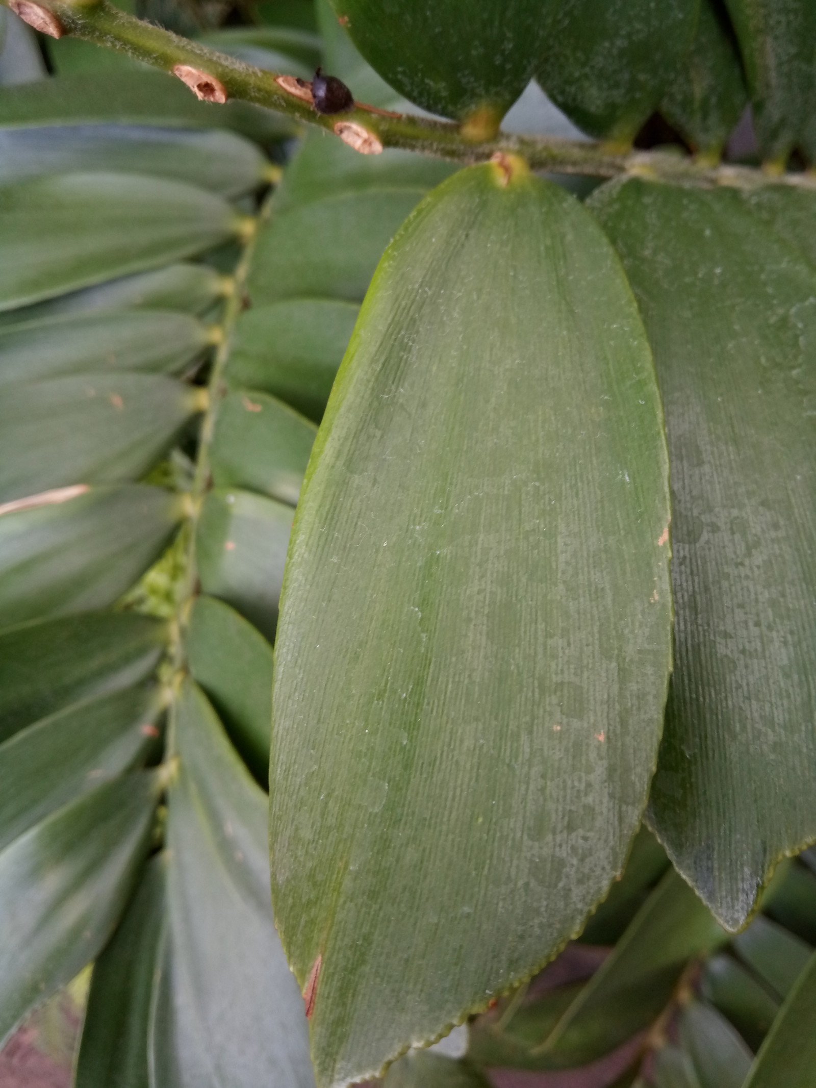 Zamia furfuracea - Leaf