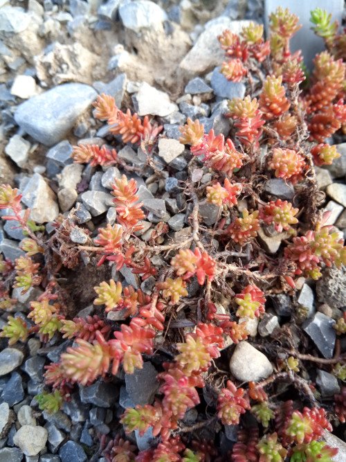 Sedum sexangulare