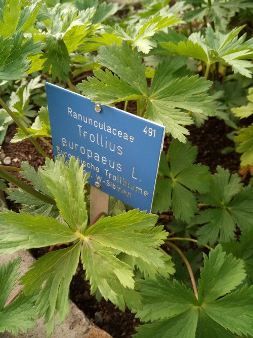 Trollius europaeus