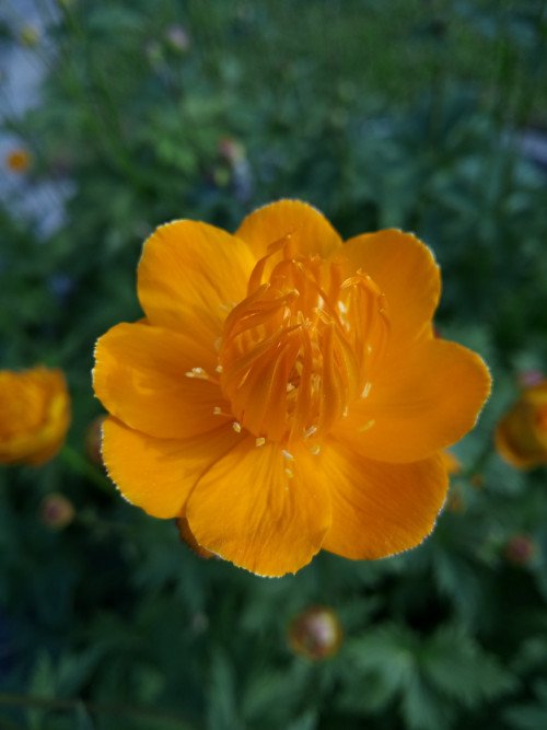 Trollius europaeus