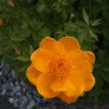 Trollius europaeus