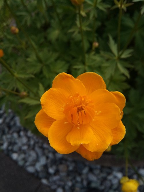 Trollius europaeus