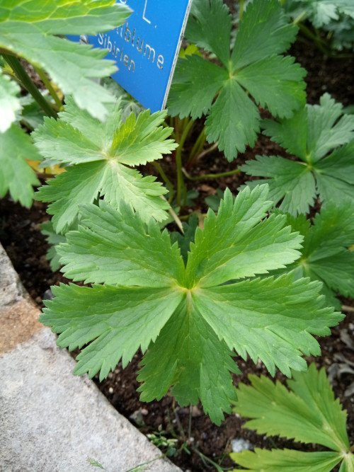 Trollius europaeus