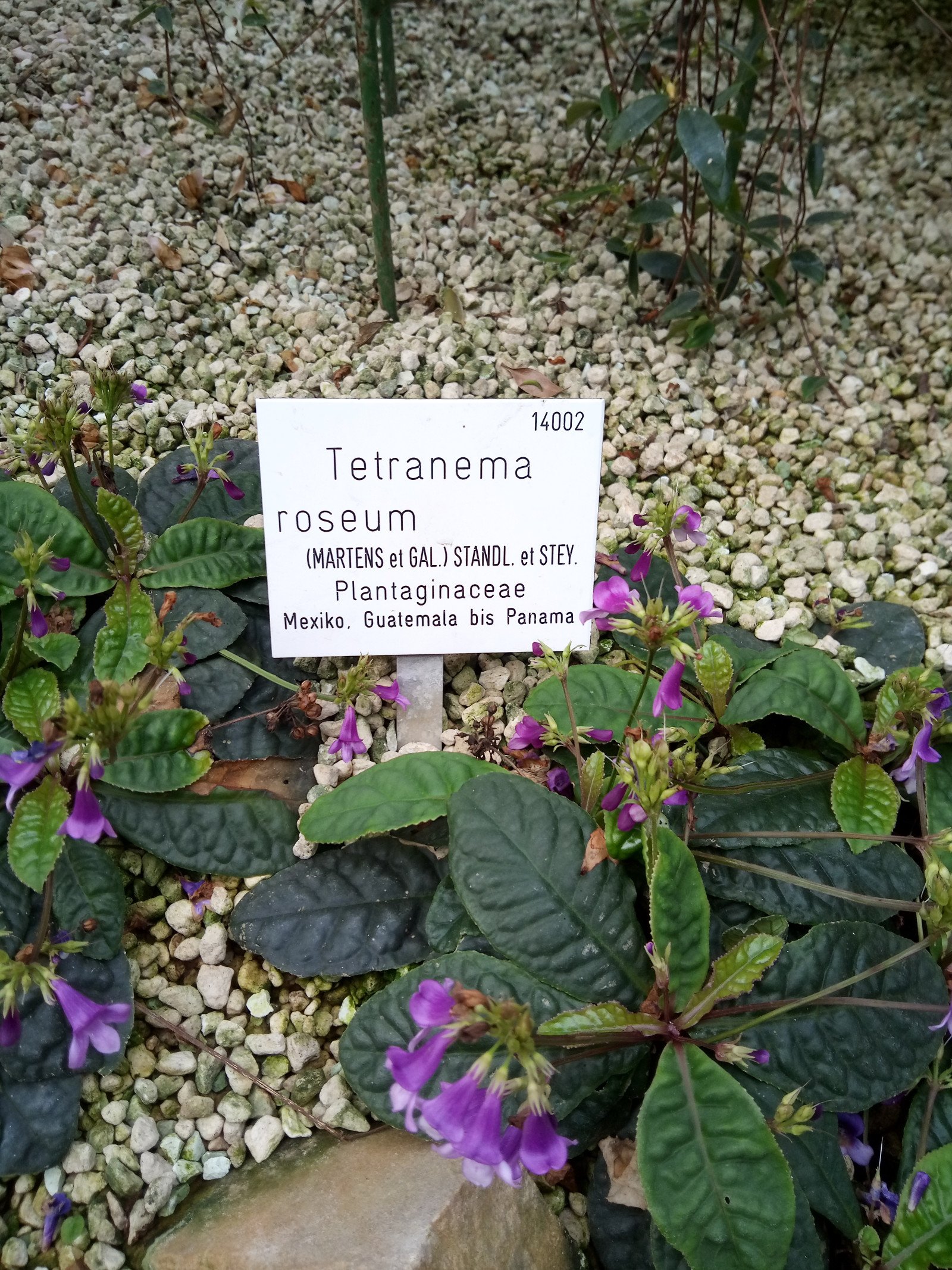 Tetranema roseum - Entire plant