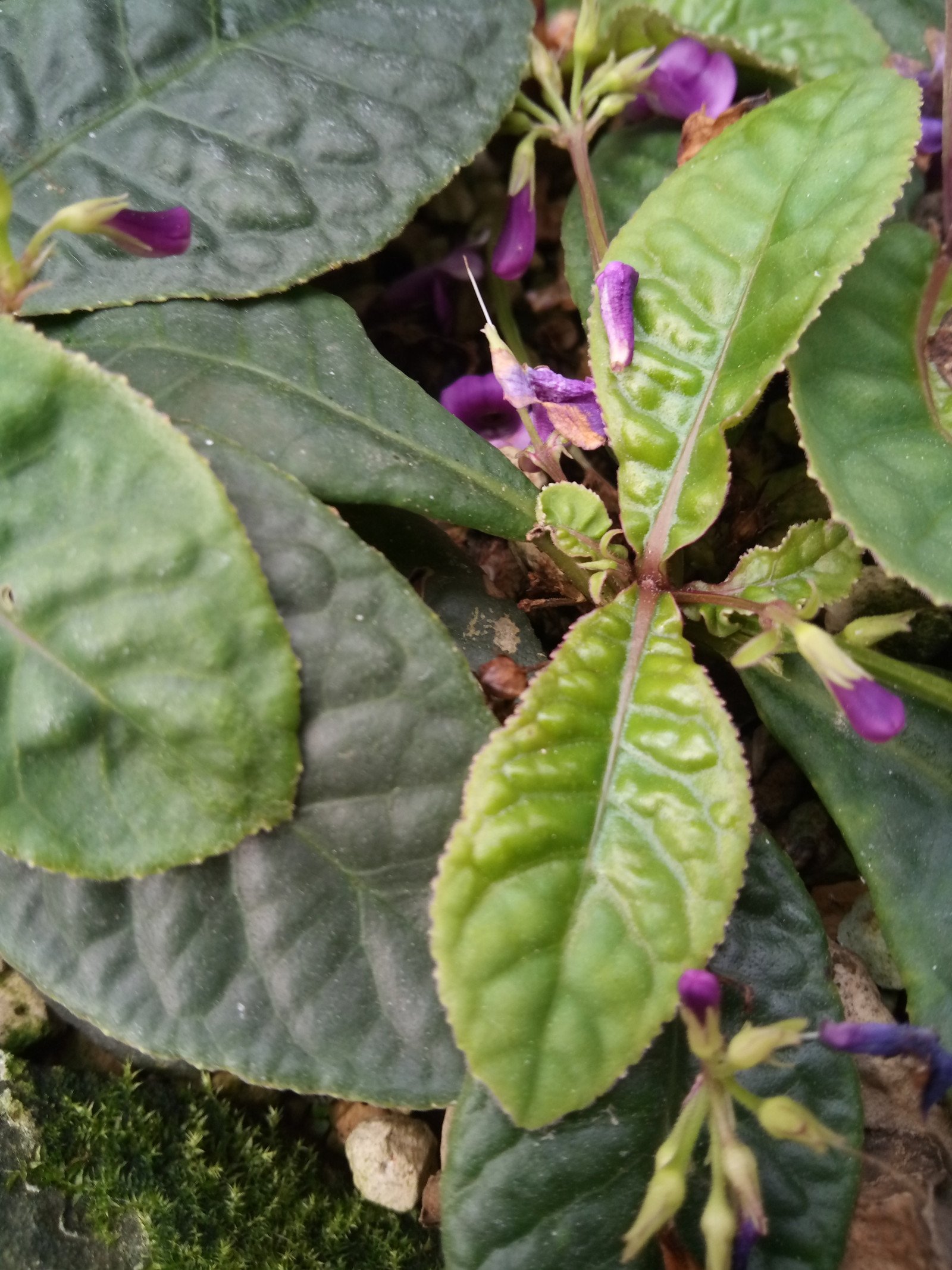 Tetranema roseum - Leaf