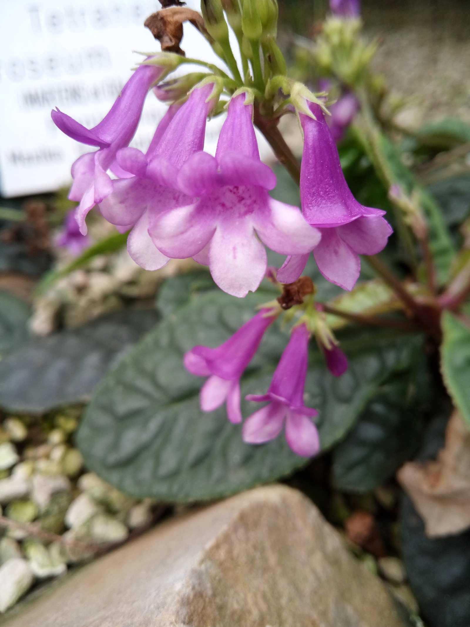 Tetranema roseum - Flower