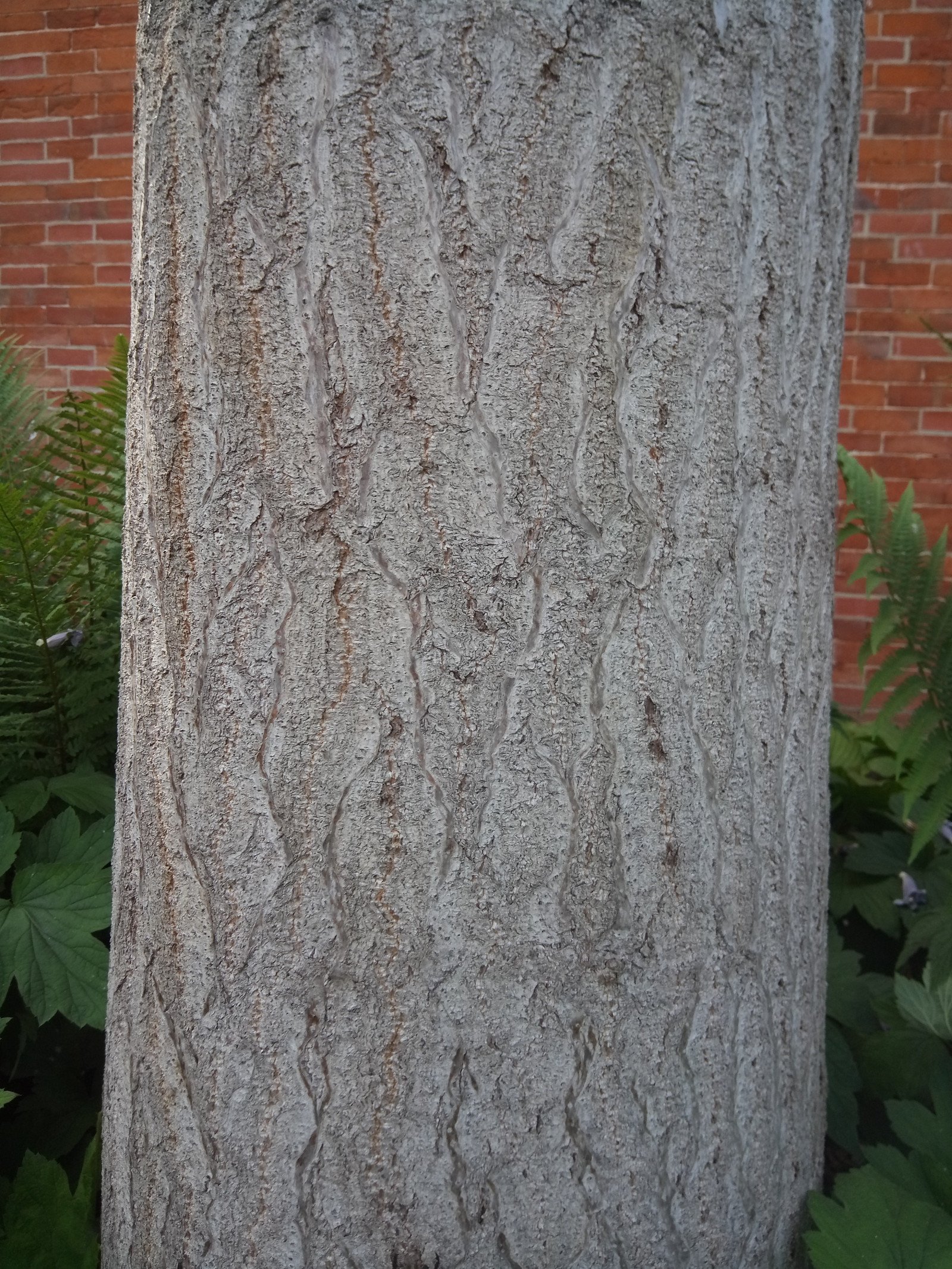 Paulownia tomentosa - Bark