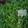 Murdannia loriformis