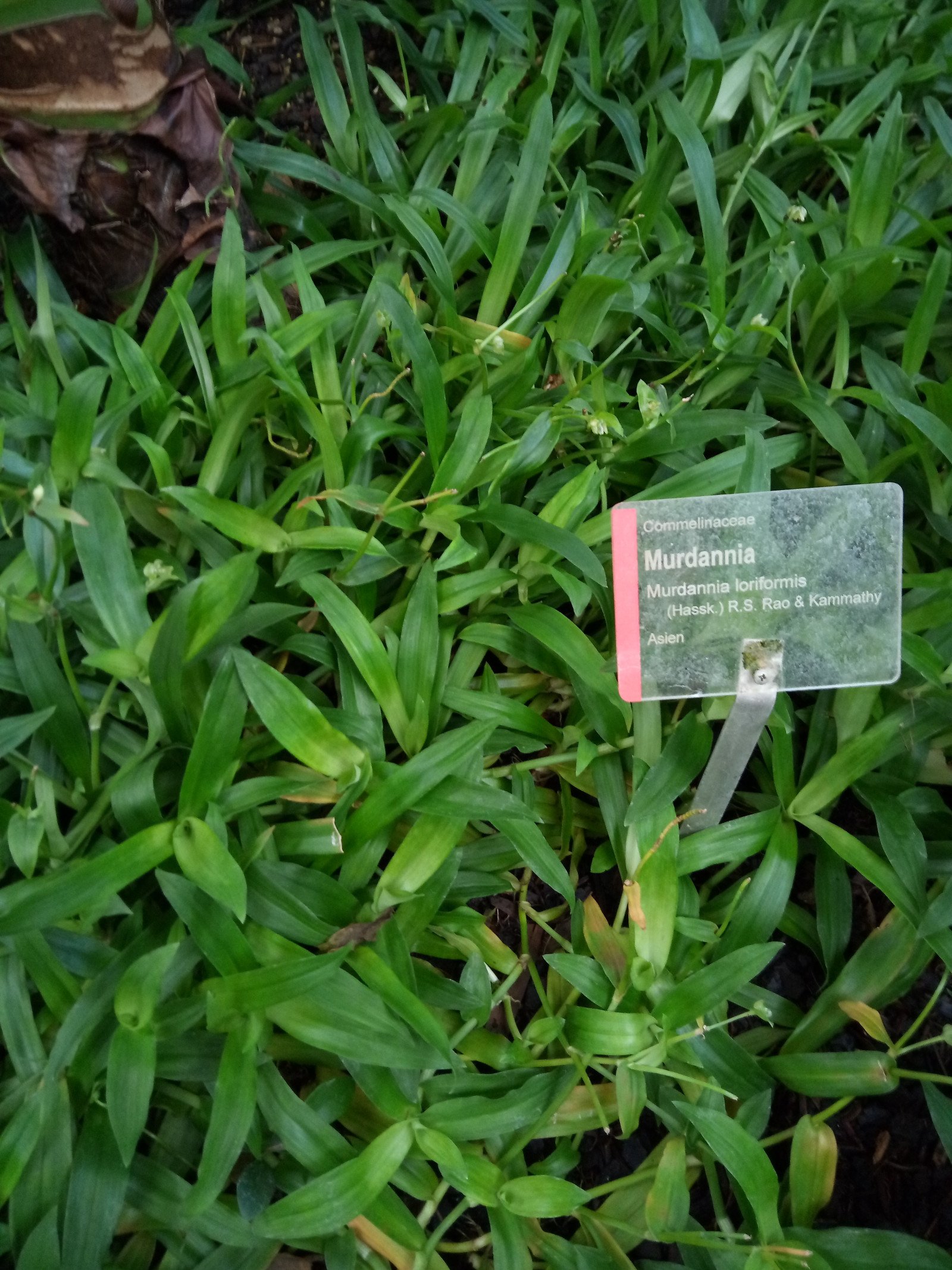 Murdannia loriformis - Entire plant