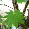 Acer shirasawanum
