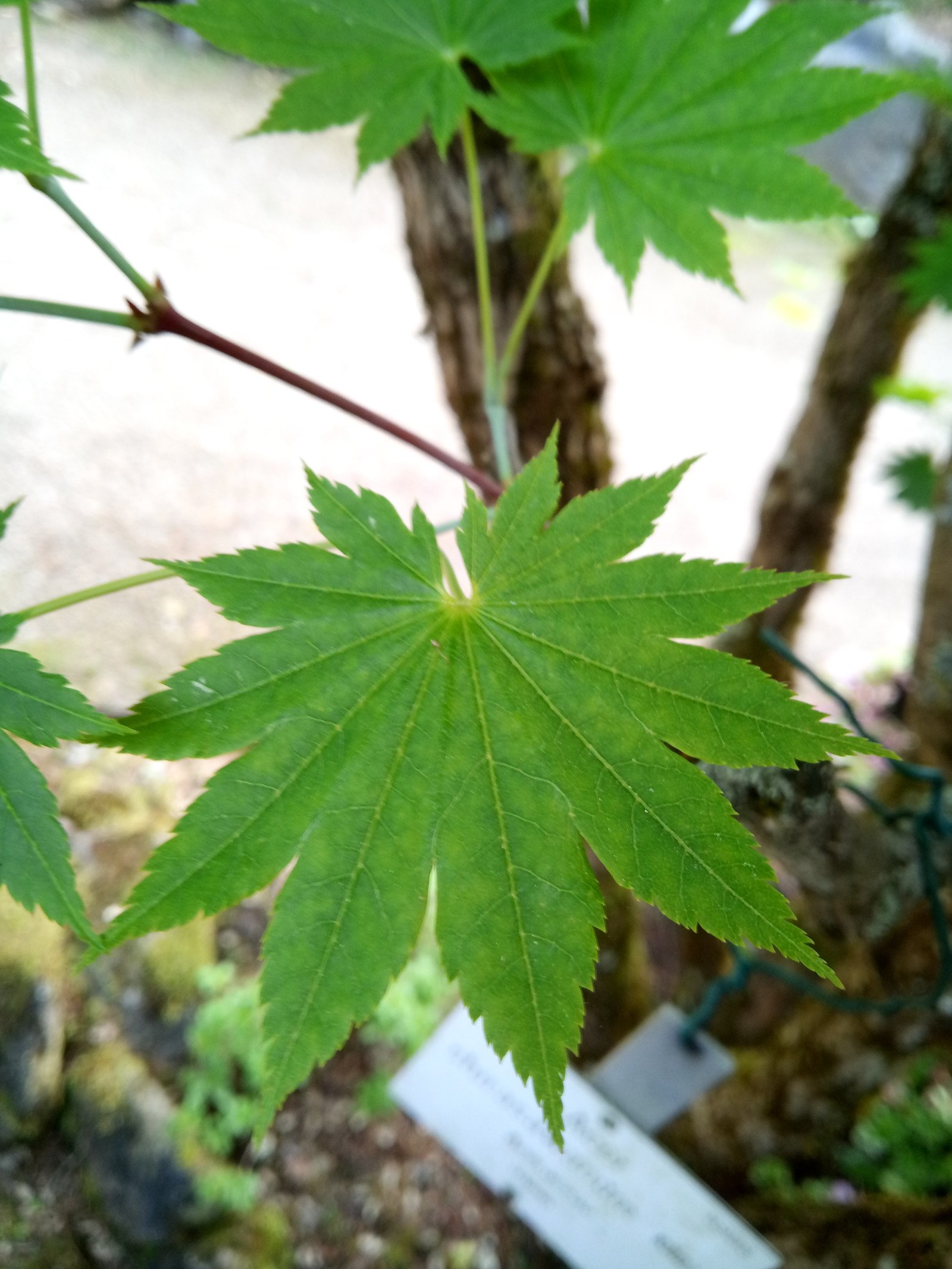 Acer shirasawanum - Leaf