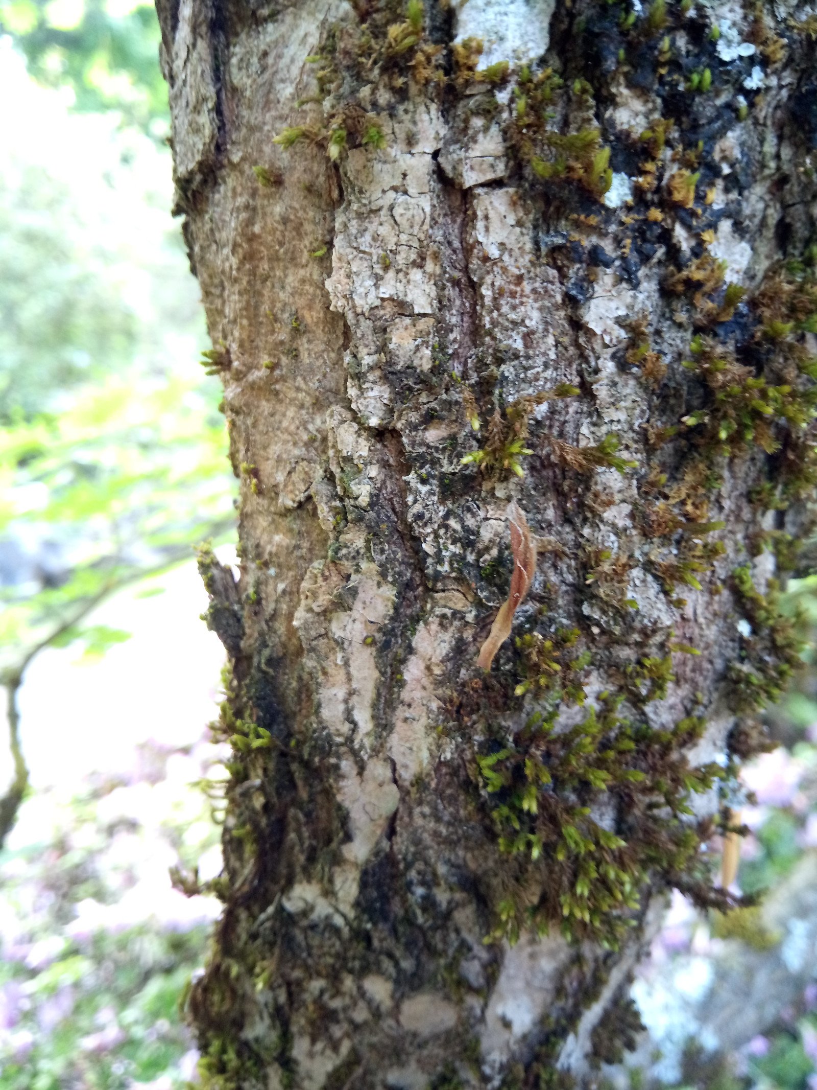 Acer shirasawanum - Bark