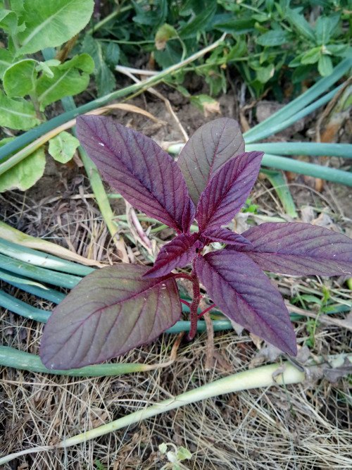 Amaranthus cruentus