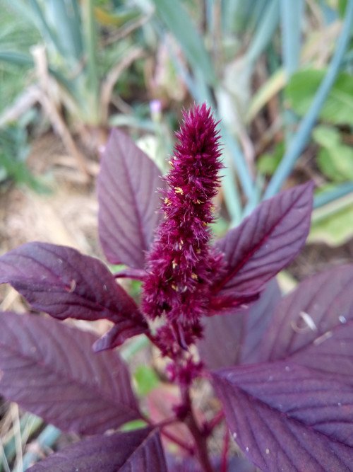 Amaranthus cruentus