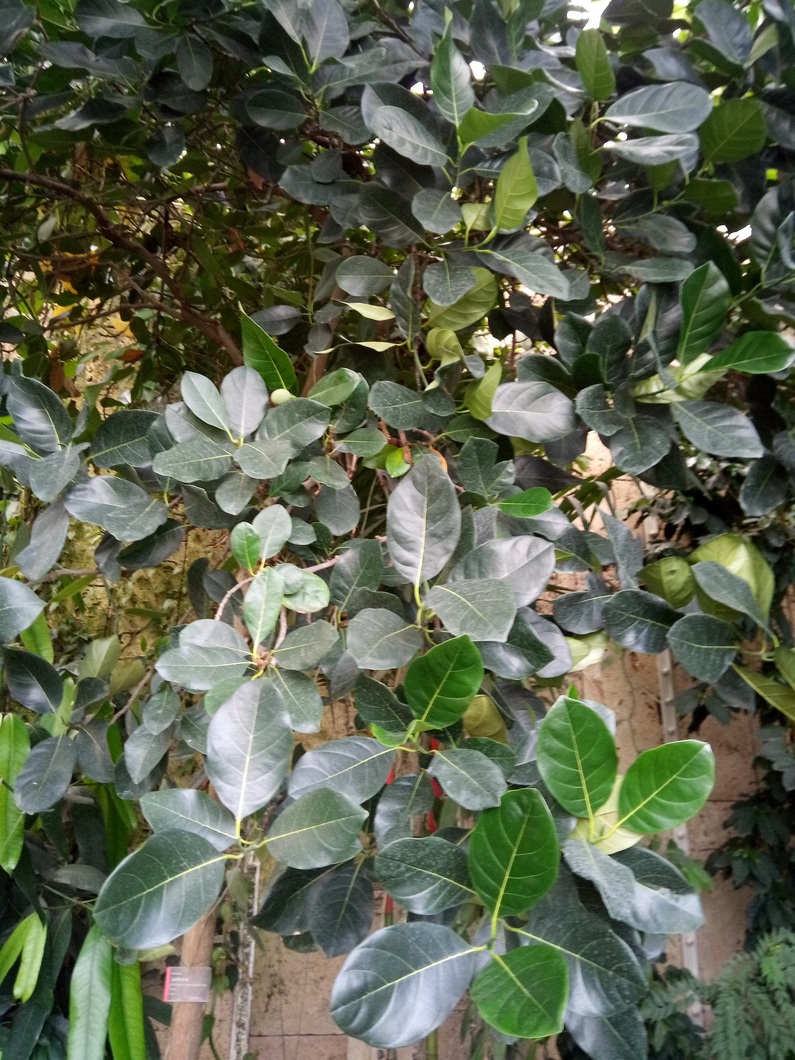 Artocarpus heterophyllus - Aerial parts