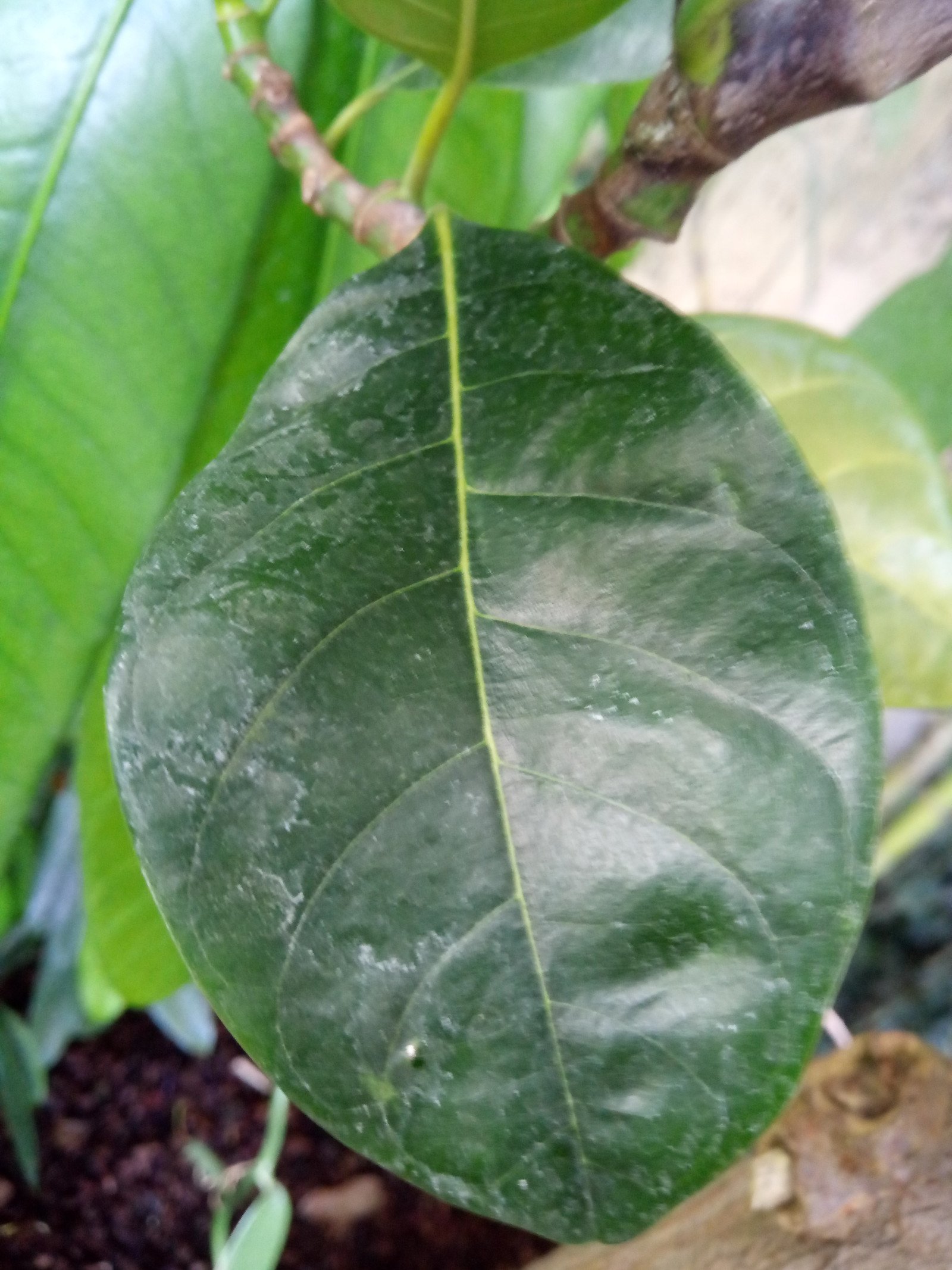 Artocarpus heterophyllus - Leaf