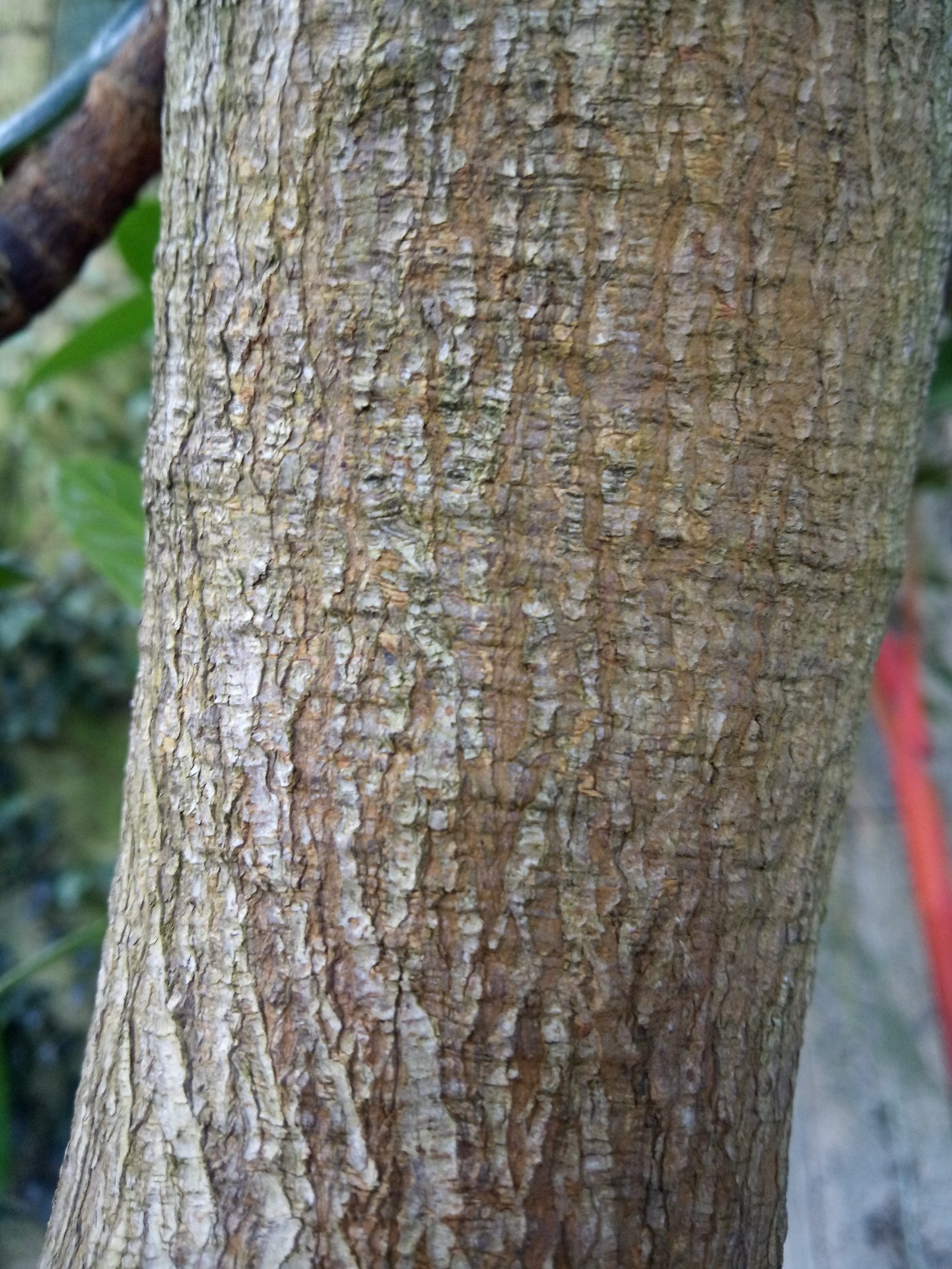 Artocarpus heterophyllus - Bark
