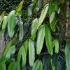 Bouea macrophylla