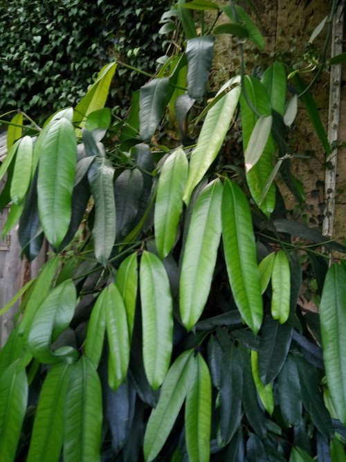 Bouea macrophylla