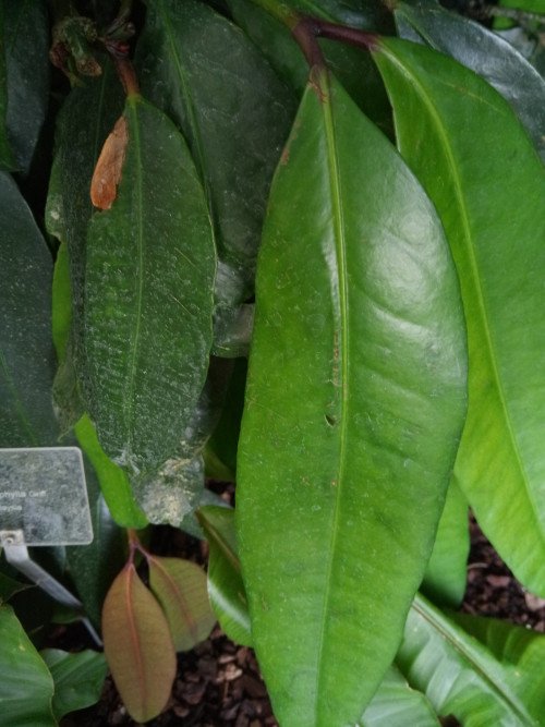 Bouea macrophylla