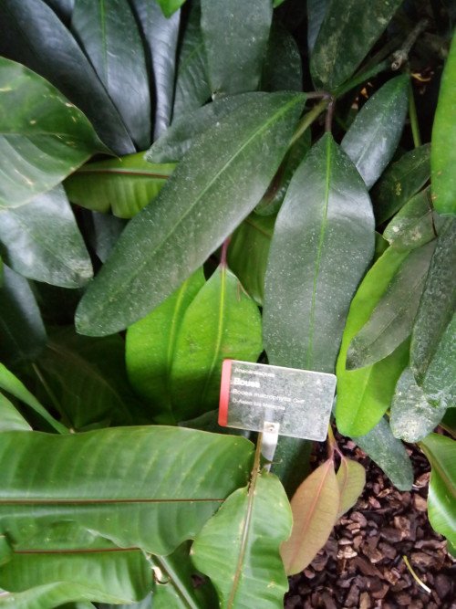 Bouea macrophylla
